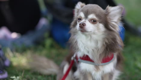 happy chihuahua, dog in the garden