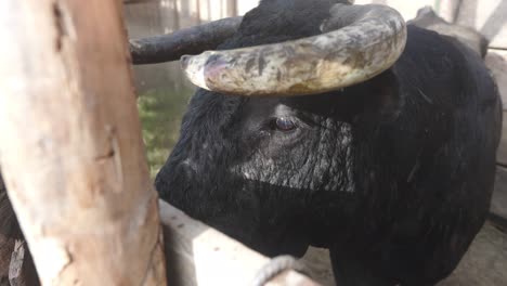 Close up view of a A locked up bull turning up to see outside his wodden cage during a "Corraleja", amateur bullfight event typically from the Colombian Caribbean