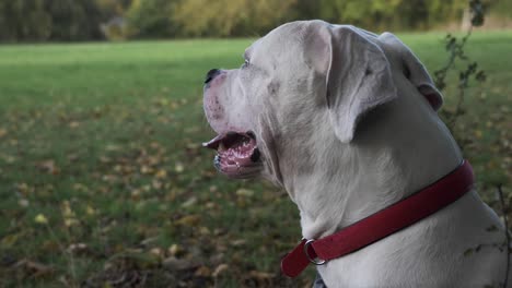 side left view of white purebred american bulldog sitting down on grass in park with tongue out