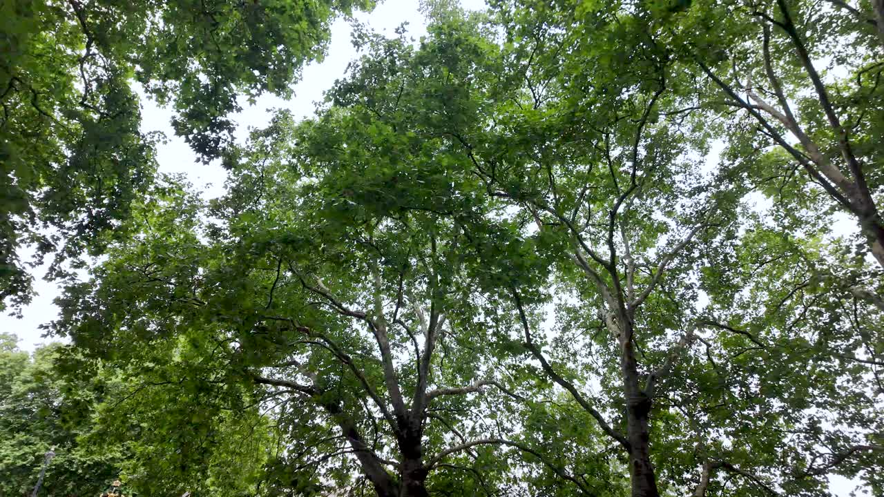 Sunlight filters through a vibrant green canopy of leaves in a serene forest setting, creating a peaceful atmosphere