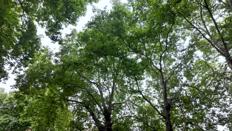 sunlight filters through a vibrant green canopy of leaves in a serene forest setting, creating a peaceful atmosphere