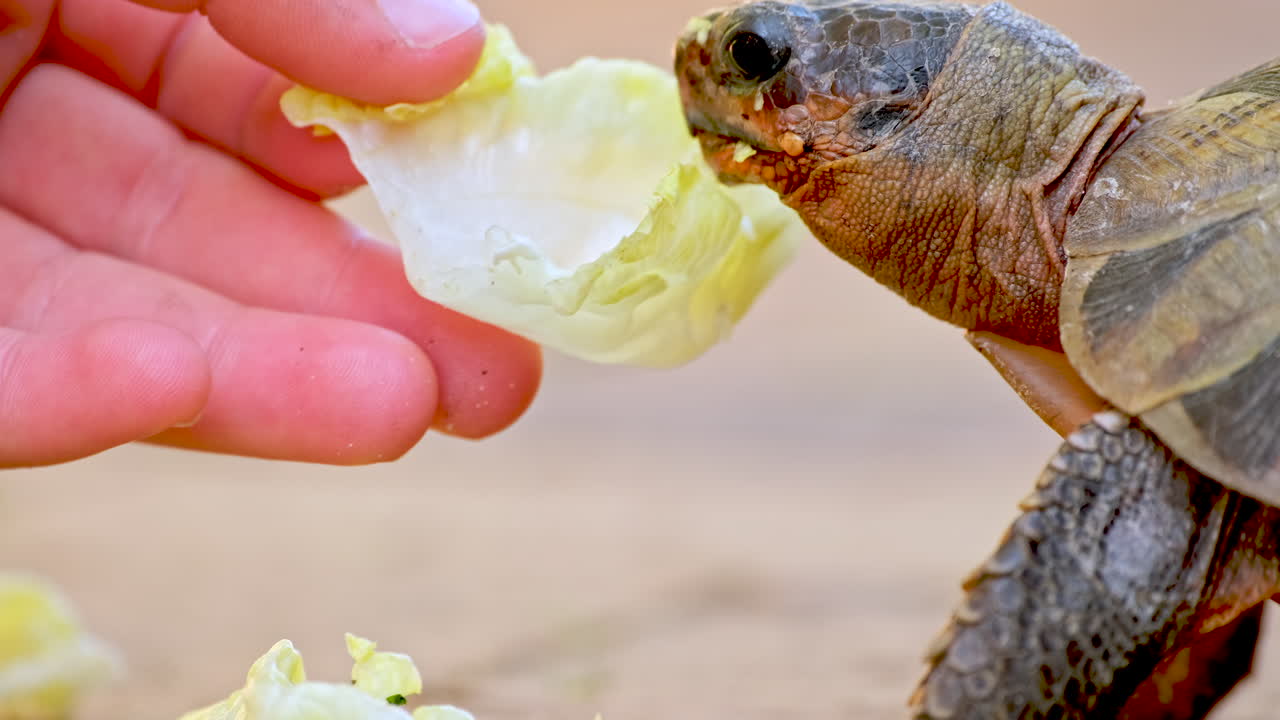 Closeup profile view of kid feeding rescued tortoise fresh green lettuce