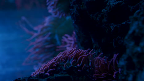 a pink sea anemone's small tentacles move around in the water of an aquarium fish tank.