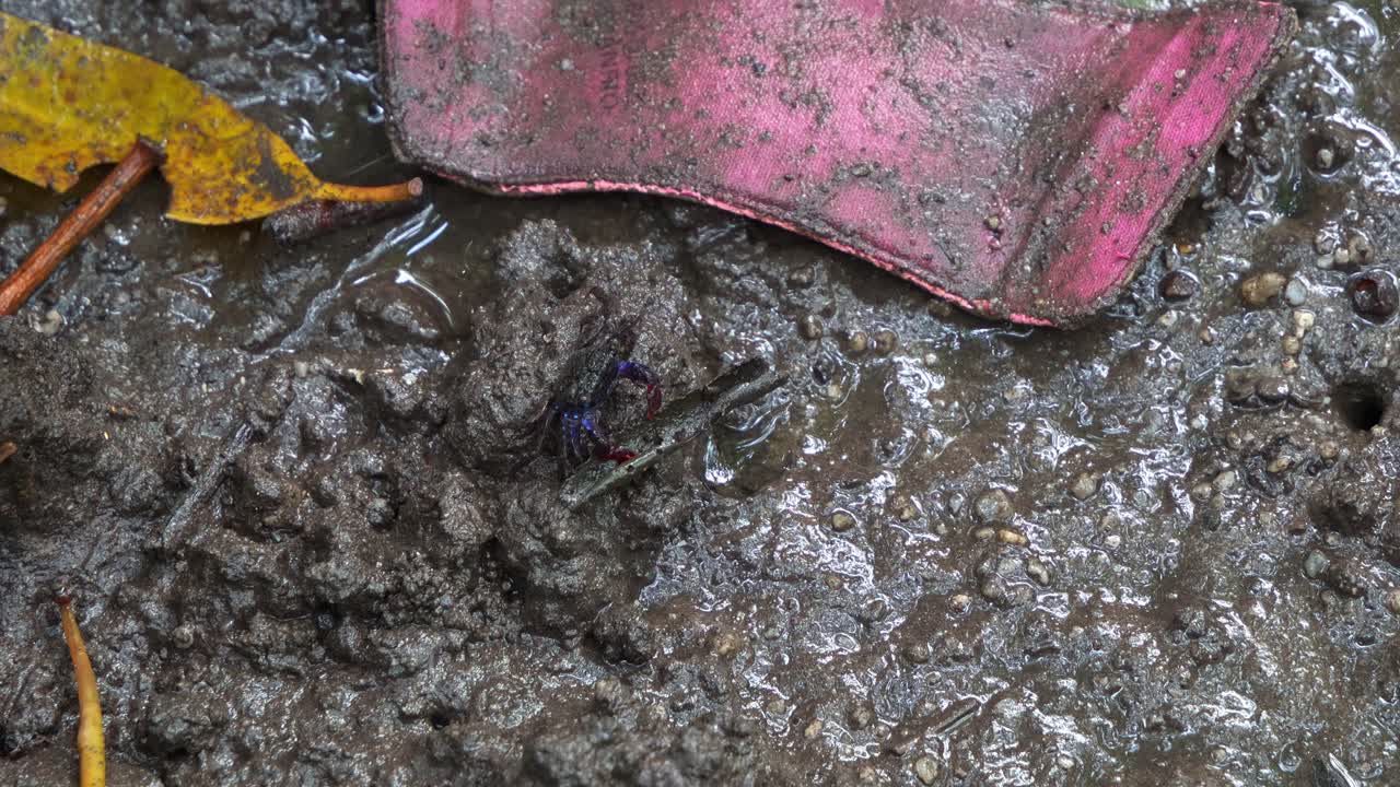 A face-banded crab, foraging on the muddy floor of mangrove wetlands during low tide period, with land wastes on the mudflat, close up shot.