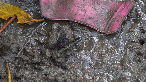 a face-banded crab, foraging on the muddy floor of mangrove wetlands during low tide period, with land wastes on the mudflat, close up shot.