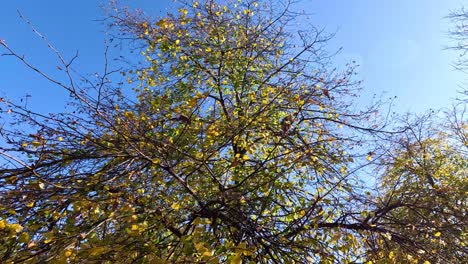 tree shedding leaves in melbourne zoo, autumn