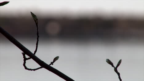 silhouette of tree branch rake focus to highway near waterfront - slow motion