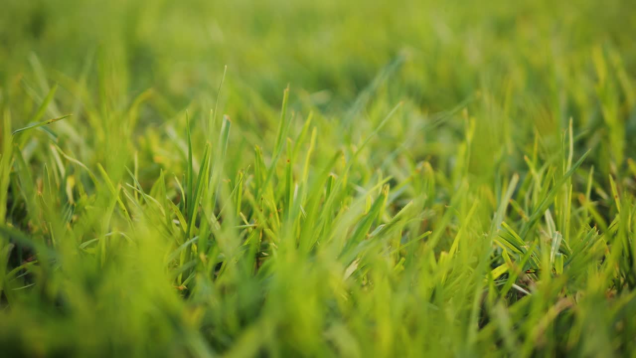 활기찬 녹색 풀의 클로즈업