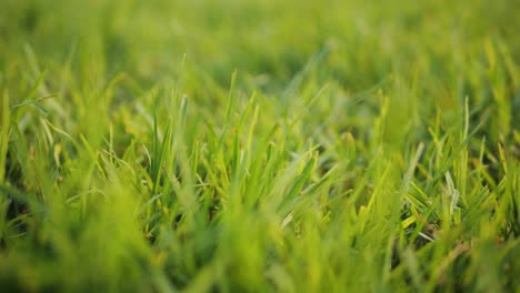 primer plano de la hierba verde vibrante