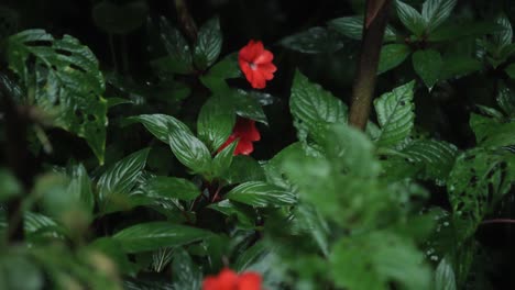 flores rojas mojadas que crecen cerca de una cascada en una selva tropical