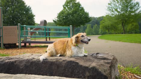 Glücklicher-Schöner-Hund,-Der-Im-Park-Liegt