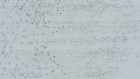 Aerial-establishing-view-of-a-large-flock-of-bean-goose-taking-up-in-the-air,-snow-covered-agricultural-field,-sunny-winter-day,-bird-migration,-birdseye-descending-drone-shot