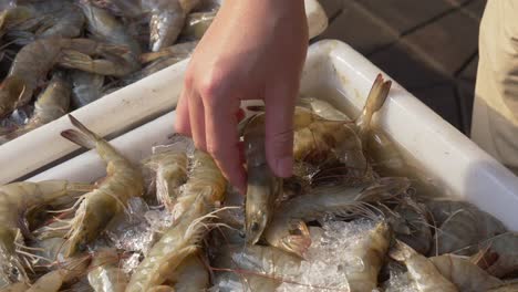 Mercado-Callejero-De-Pescado-Que-Vende-Camarones-Muertos-En-Un-Cubo-Mercado-Callejero-De-Comida-Matutina-De-Tailandia