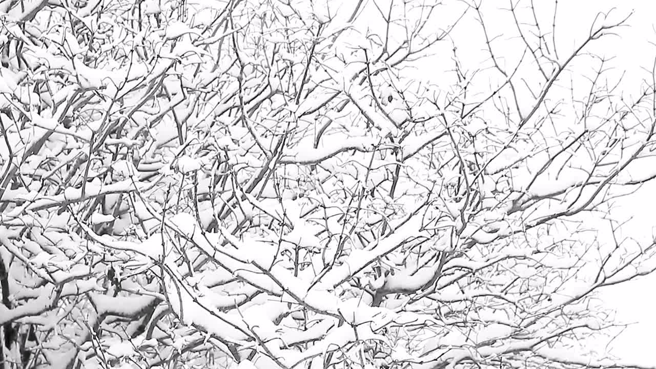 추운 겨울 날에 눈으로  ⁇ 인  ⁇ 은 나무 아무도 스 ⁇  영상 스 ⁇  비디오