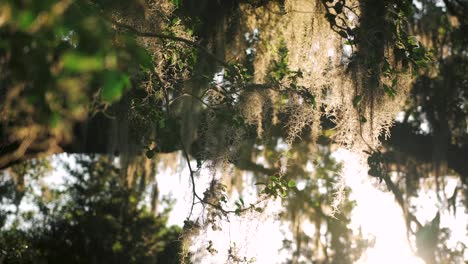 Sunrise-of-a-live-oak-tree-branch-covered-in-Spanish-moss-at-Middleton-Place-in-Charleston,-South-Carolina