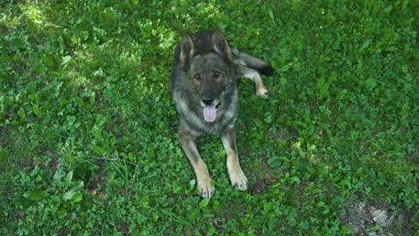 Deutscher-Schäferhund,-Der-Im-Gras-Liegt