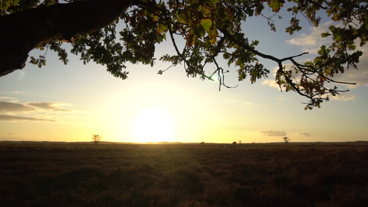 Solnedgang over en hede