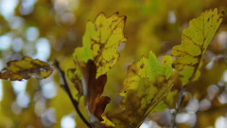 Upward-view-of-a-canopy-of-autumn-leaves-against-a-clear-blue-sky-in-a-deciduous-forest