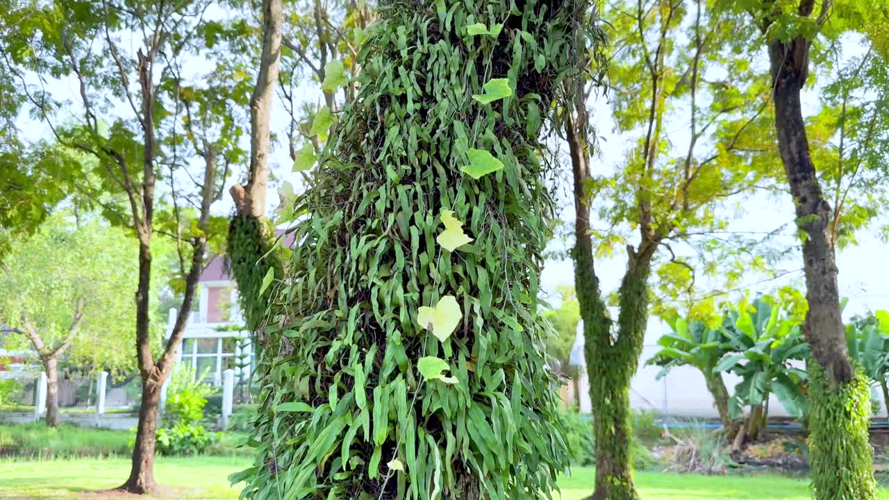 울불 한 초록 잎자루 로 인 나무