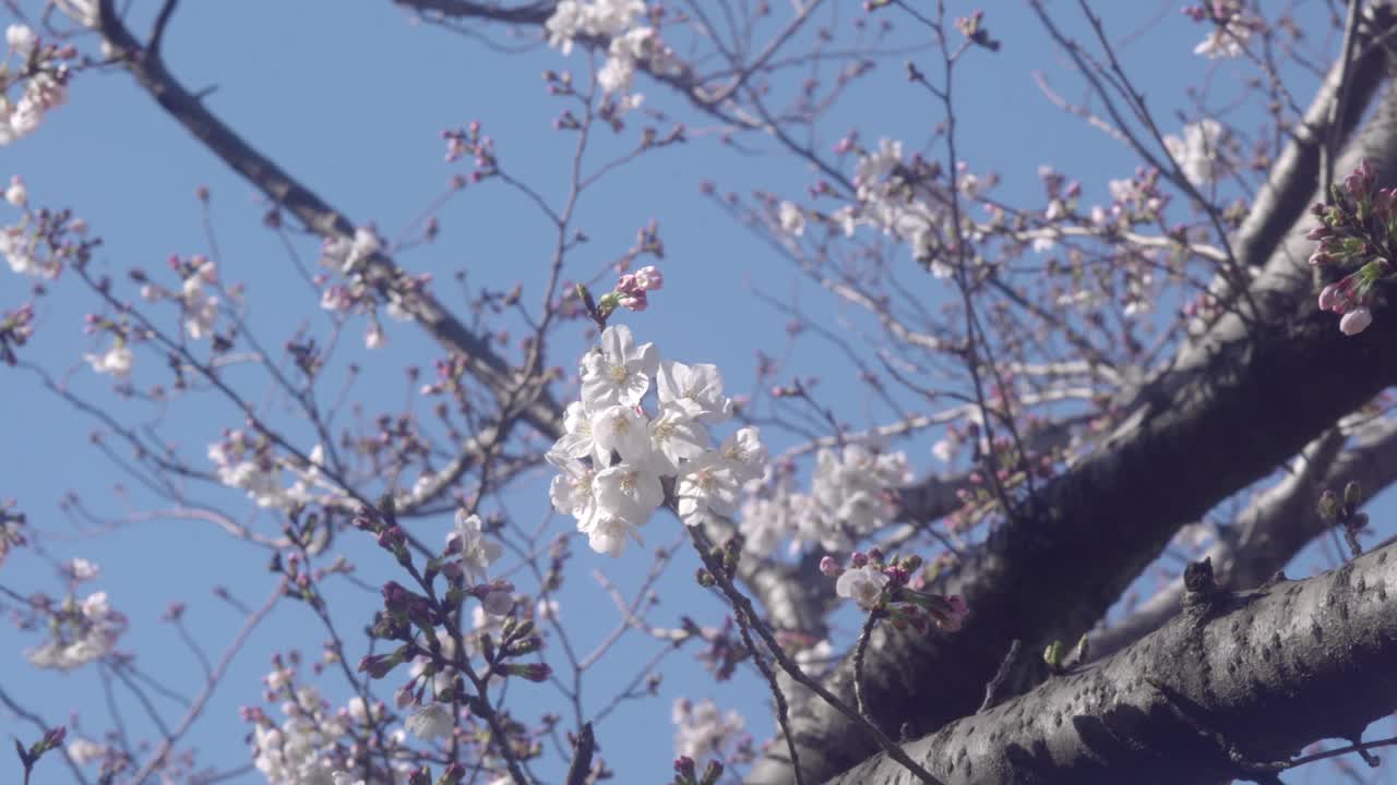 White Cherry Blossoms Against a Blue Sky
