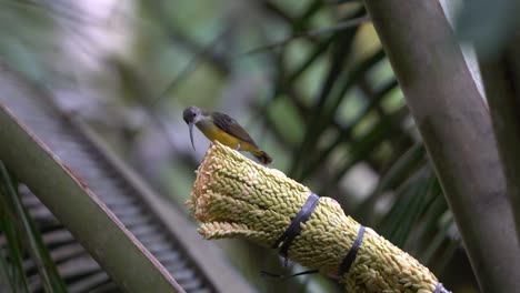 burung madu kelapa or brown-throated sunbird perching and eating on coconut tree