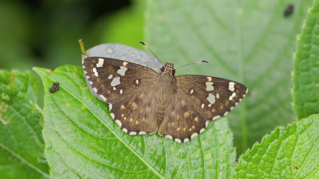 Farfalla Malabar Spotted Flat che si crogiola su una foglia, esposizione delle ali spiegate in una mattina d'inverno