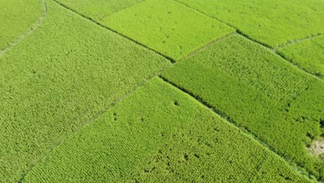 Aerial-view-shot-of-vast-paddy-field