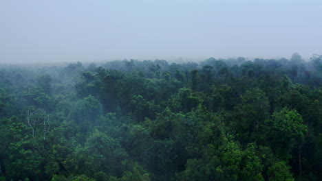 misty rainforest canopy