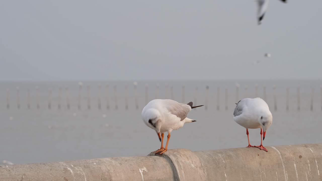 하나는 왼쪽을 바라보며 카메라를 향하고, 다른 하나는 날아가는 다른 사람들을 둘러보면서 돌아갑니다.