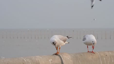 one facing the camera looking to its left, the other turns around as they both look around to others flying