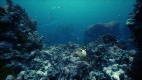 impresionante escena de arrecife de coral submarino