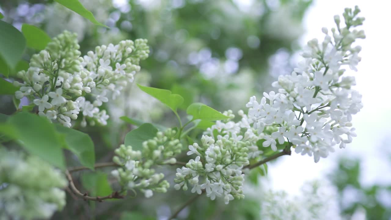 꽃 이 피는 색 릴라크