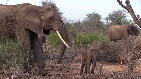 an old female elephant with her small calf holds her trunk up smelling the air