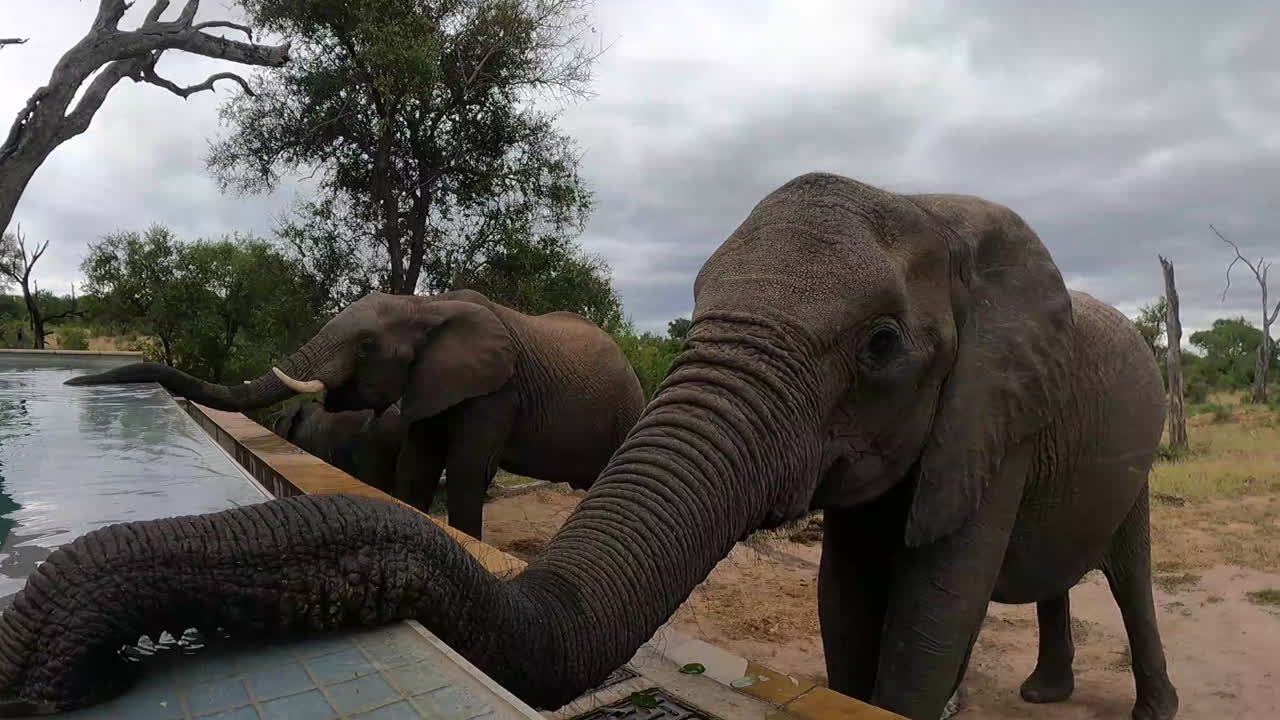 아프리카 코끼리 들 이 자연 보호 구역 의 야외 수영장 에서 물 을 마시는 모습