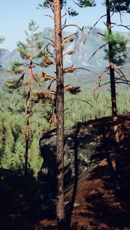 mountain forest landscape