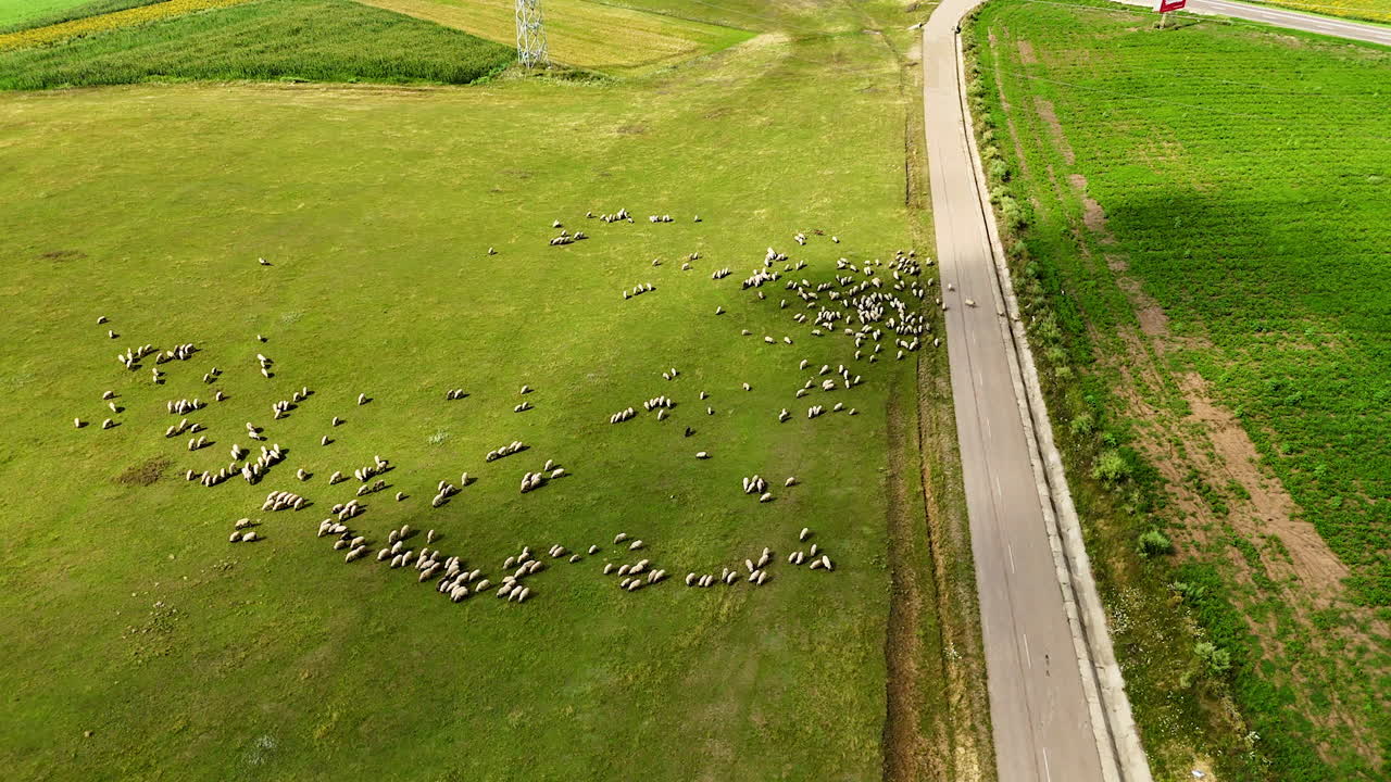 Sheep grazing peacefully near the road. A large flock of sheep grazes in a green field beside a rural road on a clear day