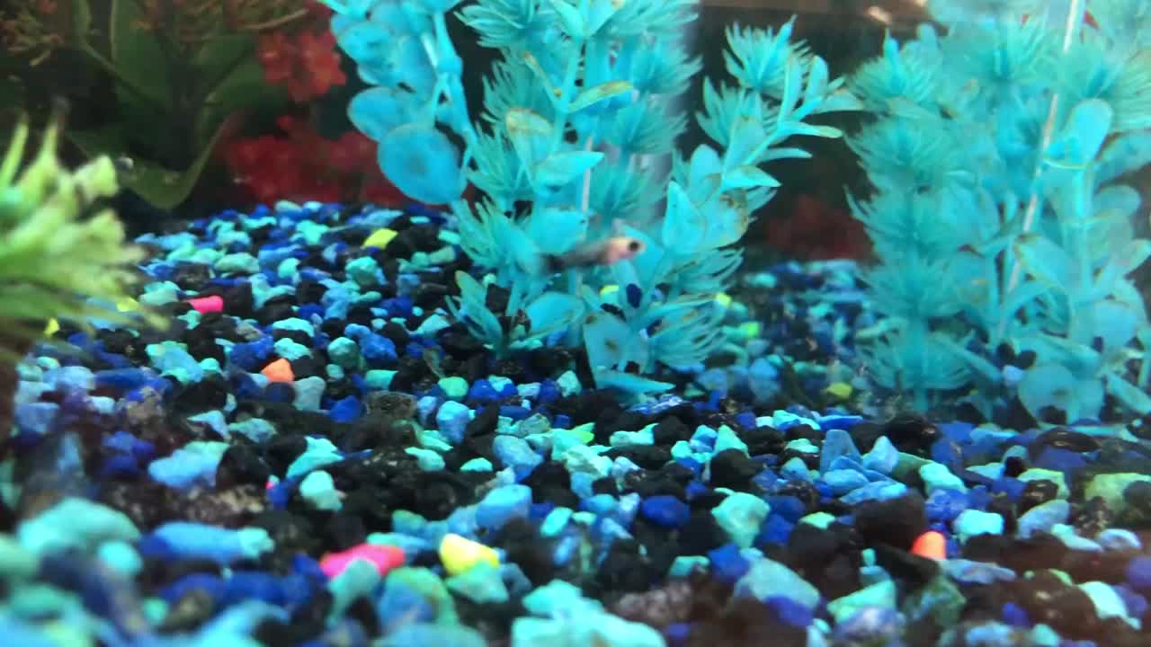 Small fish swimming in fish tank with blue plants and multi-colored rocks