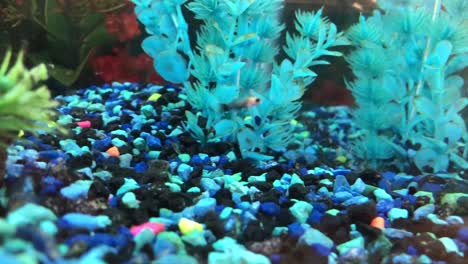 small fish swimming in fish tank with blue plants and multi-colored rocks