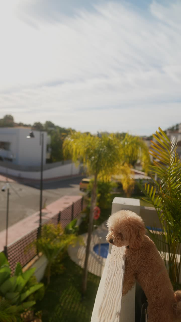 perro en un balcón con una vista