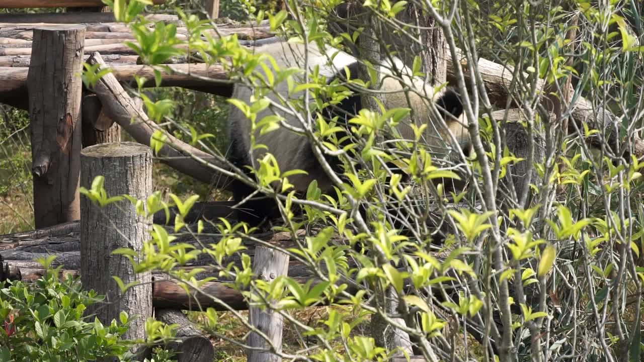 Slow-motion view of giant panda carefully climbing down wooden log structure, seen from behind through green branches at Chengdu Research Base, China