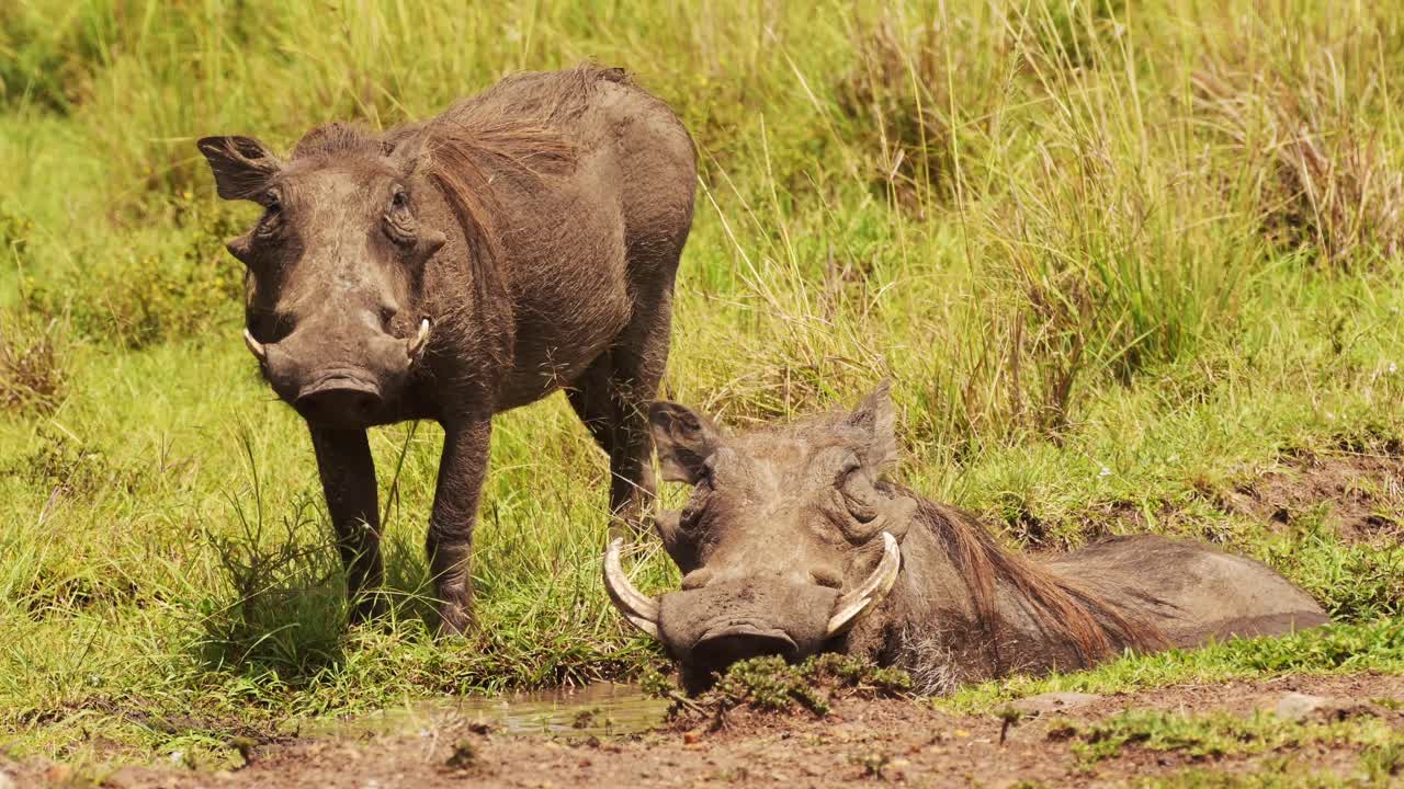fotografía en cámara lenta de dos jabalíes que se revolcan en un charco poco profundo de barro en la sabana africana de masai mara, vida silvestre africana en la reserva nacional de masai mara, kenia, animales de safari en áfrica