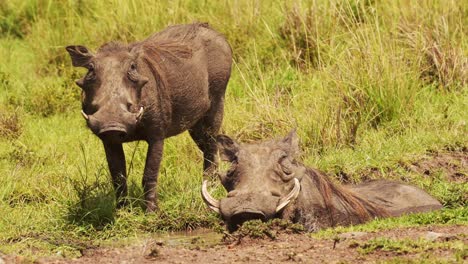 slow motion shot of two warthogs wallowing in shallow puddle of mud in the african masai mara savannah, african wildlife in maasai mara national reserve, kenya, africa safari animals in