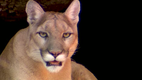 Good-Close-Up-Shot-Of-A-Montaña-Lion-Looking-At-The-Camera