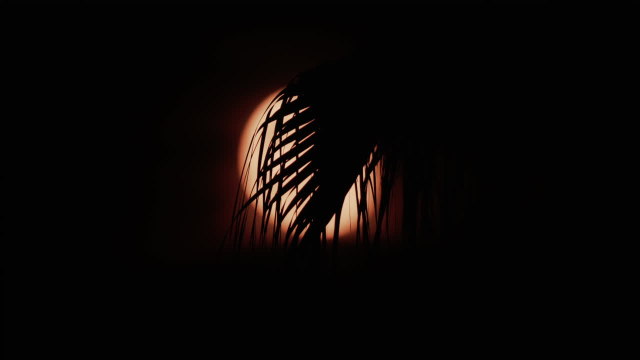 A palm leaf gently moves in front of a glowing moon, creating a serene tropical silhouette