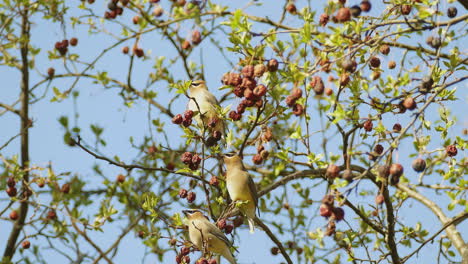 Three-Cedar-Waxwings-sitting-together-on-branch-of-tree-canopy-eating-berries