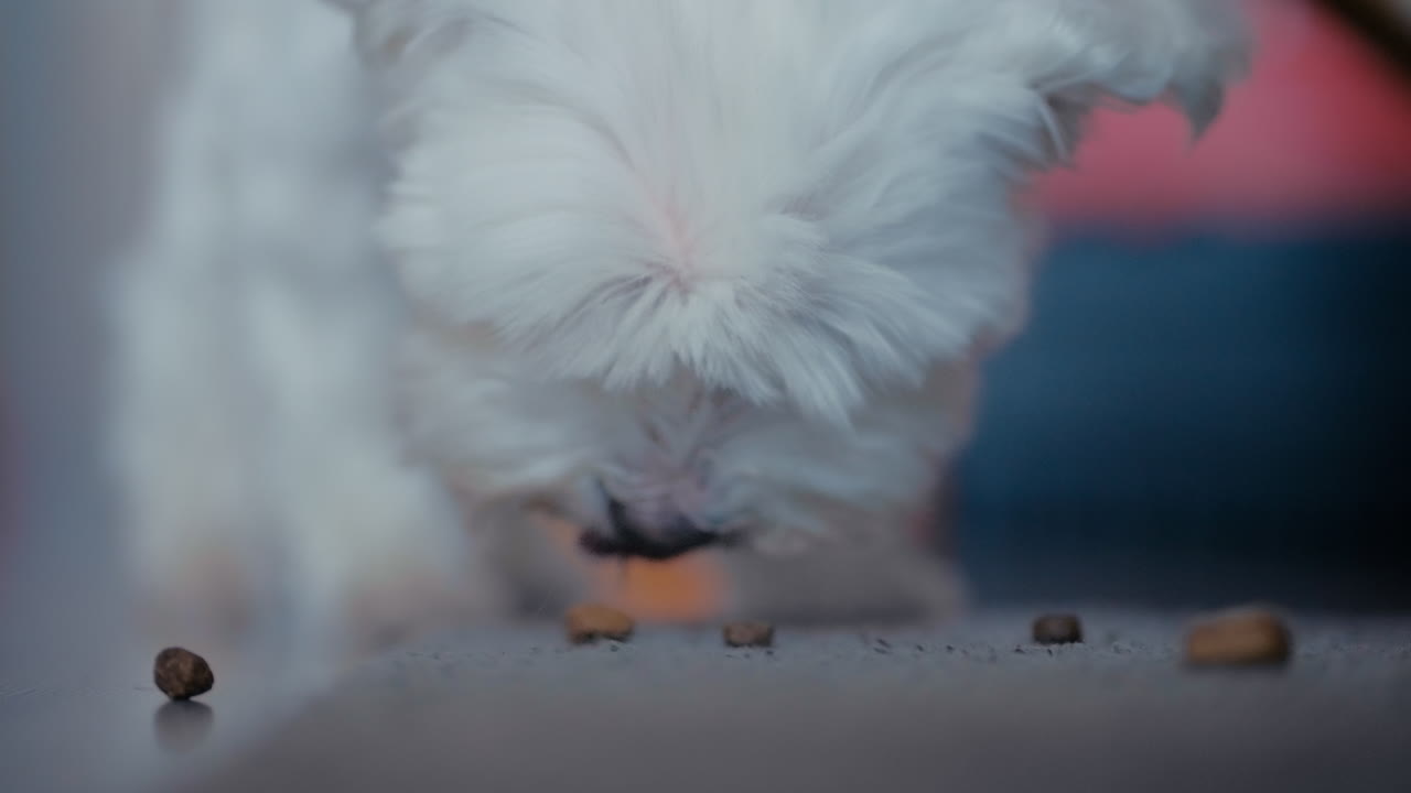 Nahaufnahme eines niedlichen weißen Malteser Hundes, der Hundefutter vom Teppich im Haus frisst.