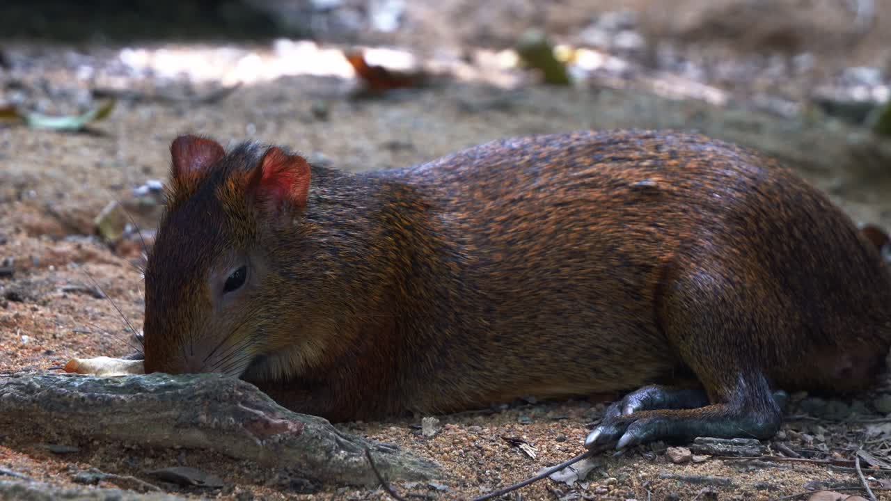 야생 졸린 azara의 agouti, dasyprocta azarae는 그늘 아래 숲 바닥에 누워 숨을 크게 쉬고 자연 서식지에서 눈을 반쯤 감고 졸고 있습니다.