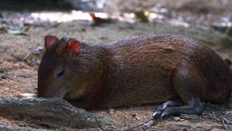 agutí de azara soñoliento salvaje, dasyprocta azarae tumbado en el suelo del bosque bajo la sombra, respirando pesadamente y dormitando con los ojos medio cerrados en su hábitat natural