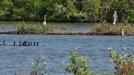 El-Pequeño-Cormorán-Microcarbo-Niger-Se-Mueve-Hacia-La-Derecha-Mientras-Se-Alimentan-Juntos-Mientras-Una-Garza-Gris-Y-Una-Cigüeña-Pintada-Observan,-Tailandia