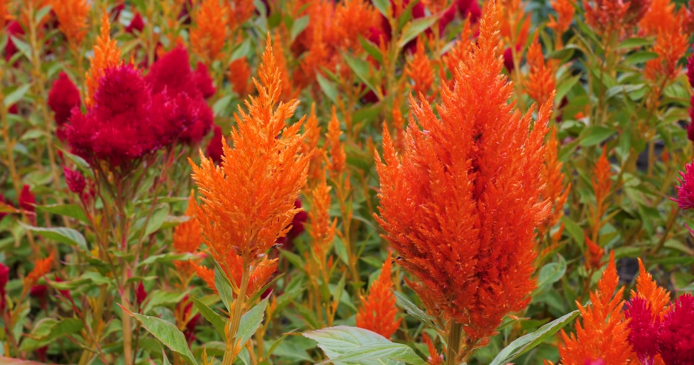 Celosia argentea (cresta di gallo piumata) nei Giardini Butchart di Victoria, Columbia Britannica, Canada.